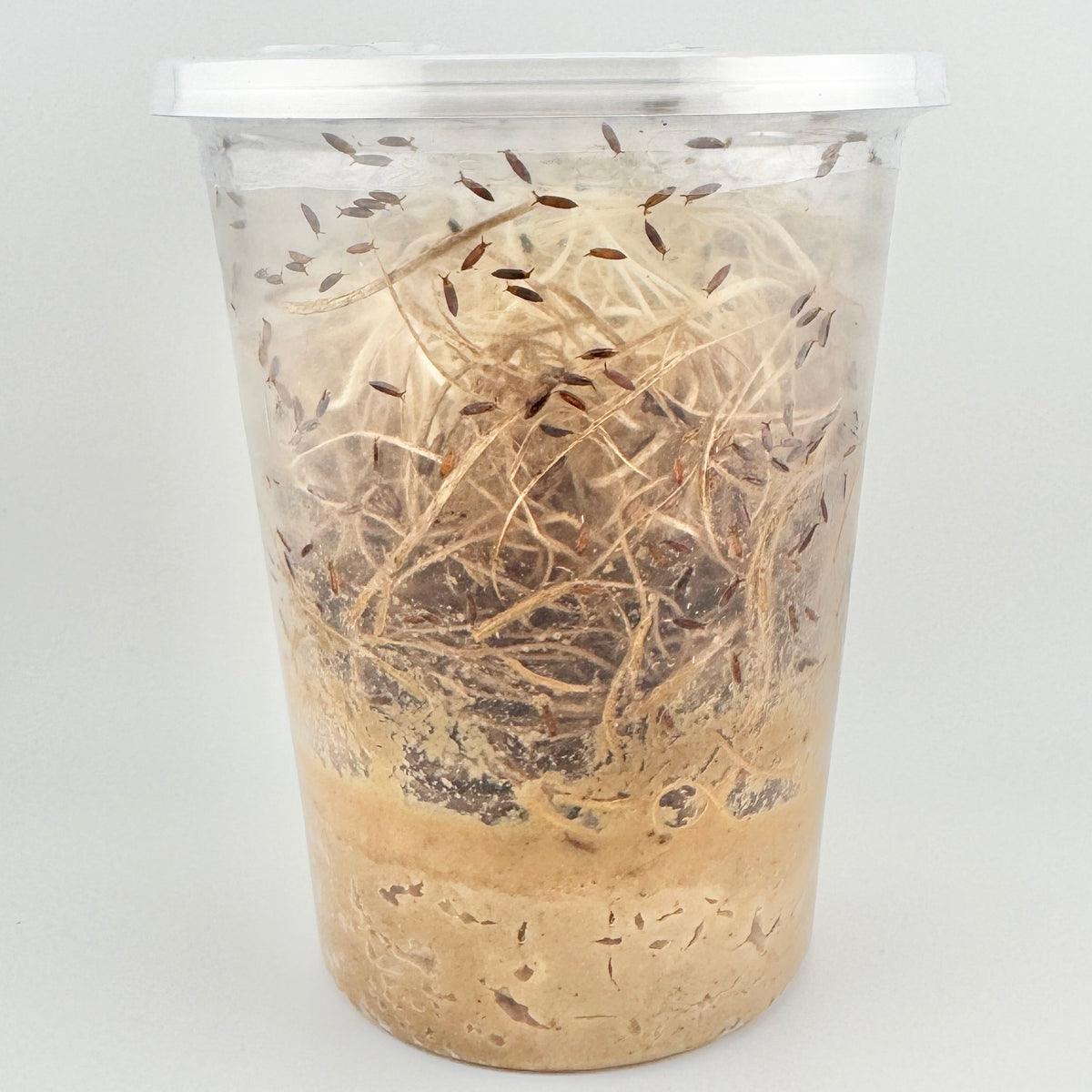 Fruit Flies - Large hydei Culture
