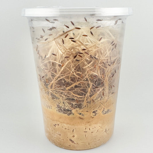 Fruit Flies - Large hydei Culture