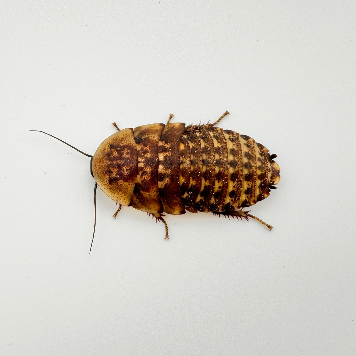 Large Discoid Roaches