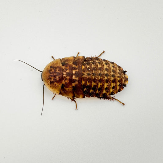 Large Discoid Roaches