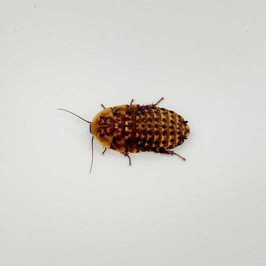 Medium Discoid Roaches