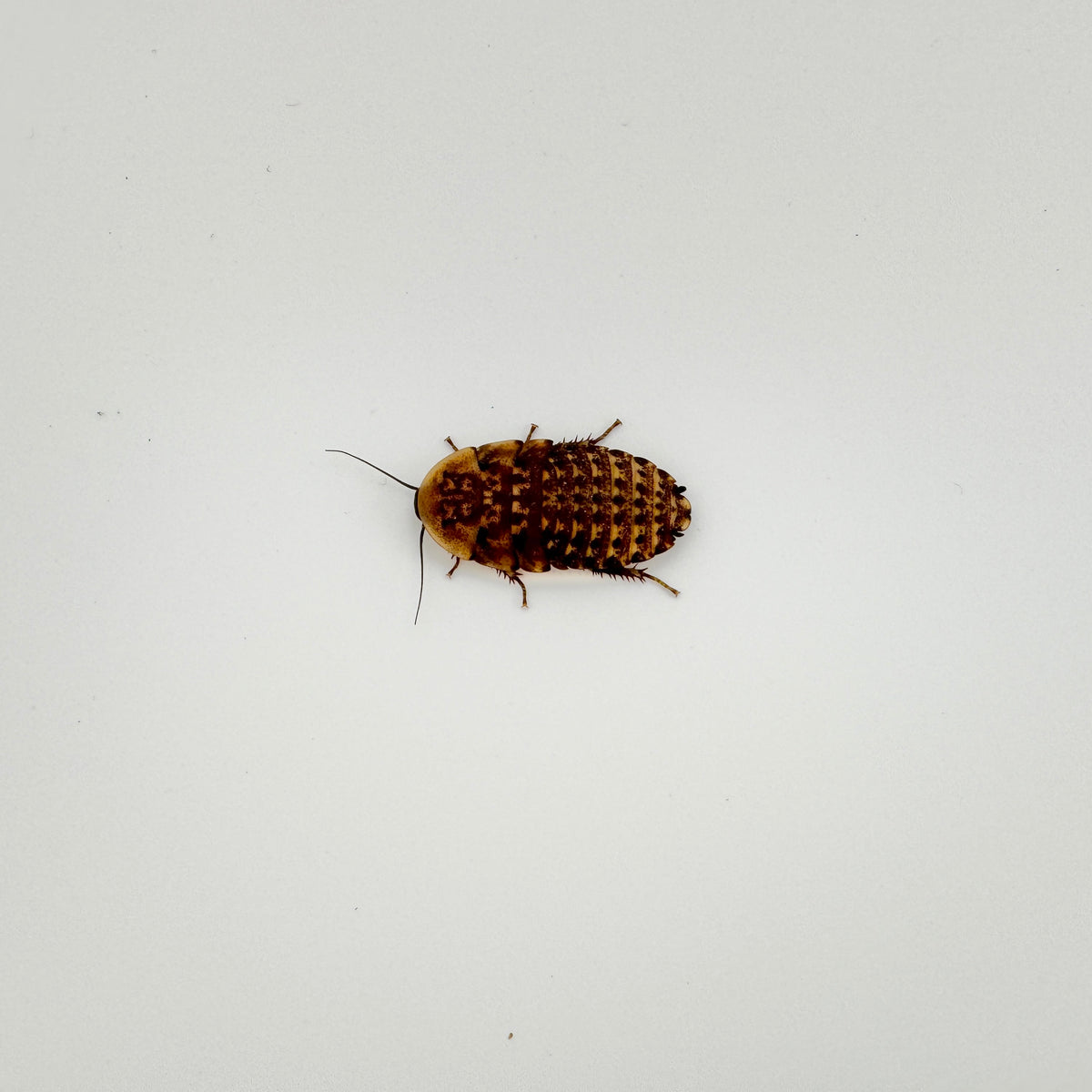 Small Discoid Roaches