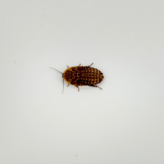 Small Discoid Roaches