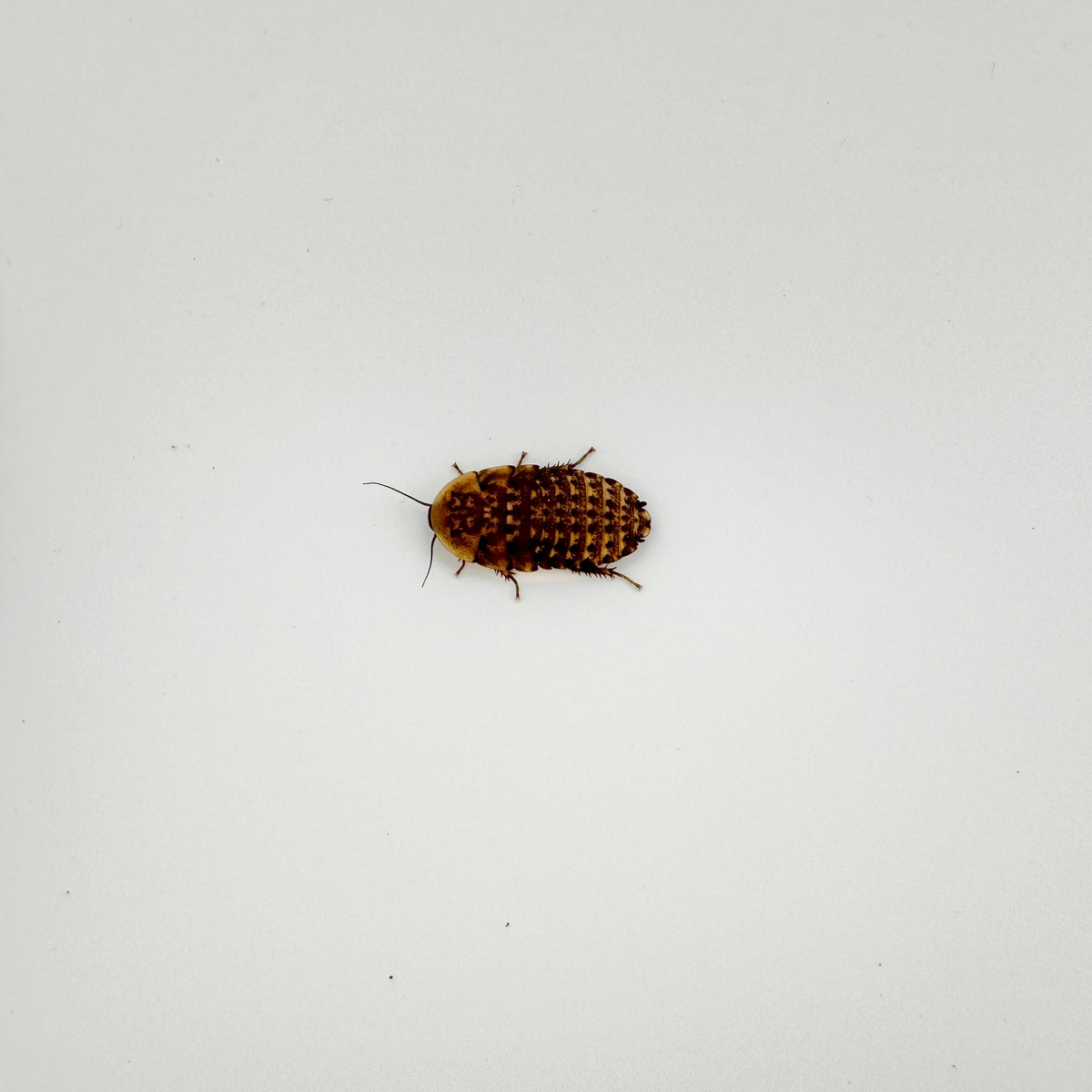Extra Small Discoid Roaches