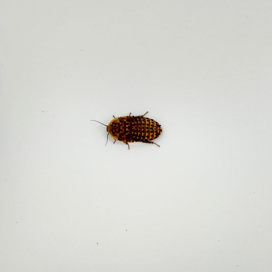 Extra Small Discoid Roaches