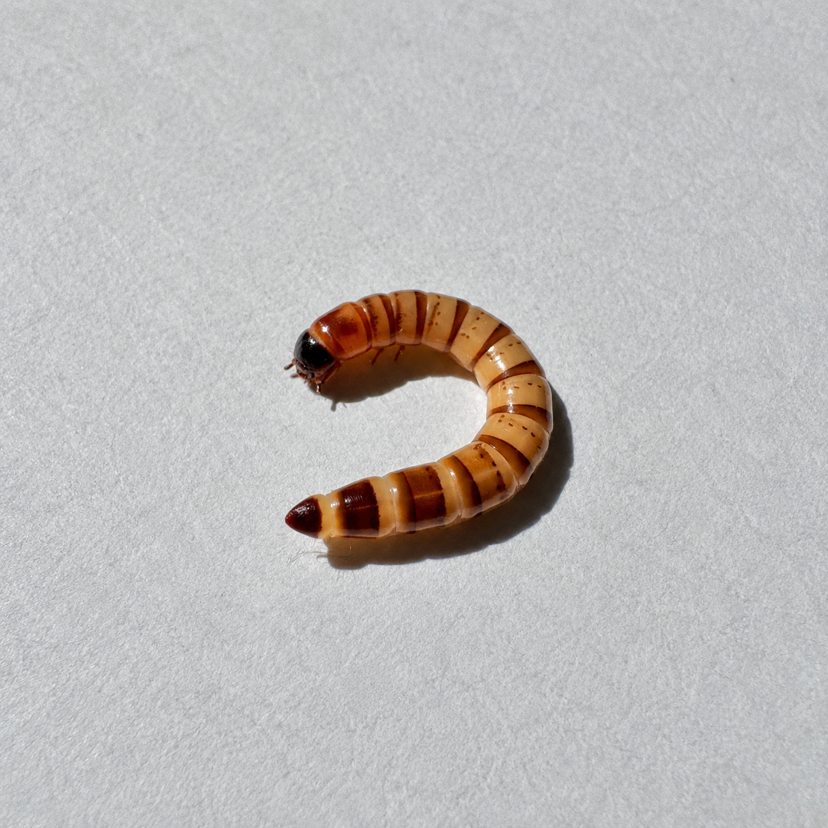 Small Superworms